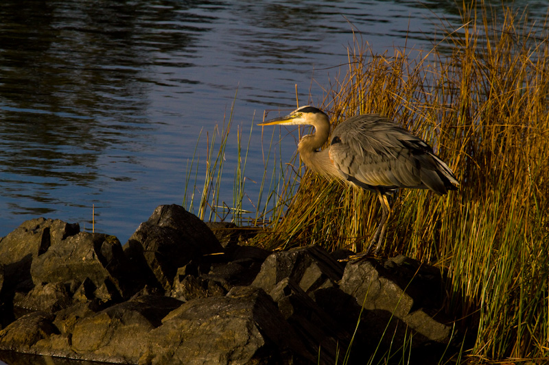 Great Blue Heron